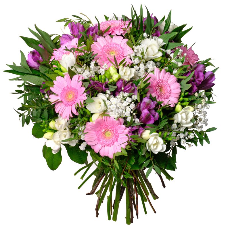 Freesia a Alstro